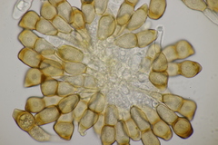 Puccinia cnici-oleracei