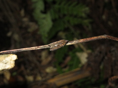 Cryptaspasma querula