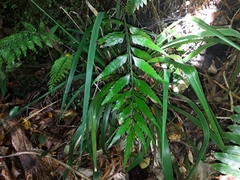 Asplenium flaccidum × oblongifolium