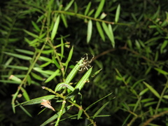 Cryptaranea atrihastula