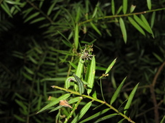 Cryptaranea atrihastula