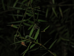 Cryptaranea atrihastula