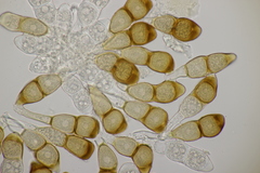 Puccinia cnici-oleracei