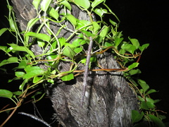 Clitarchus hookeri
