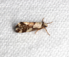 Philenora chionastis