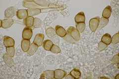 Puccinia cnici-oleracei