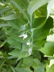 Polygonatum biflorum