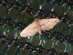 Araeopteron canescens