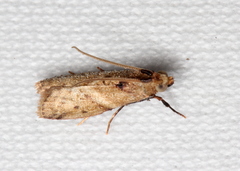 Ptyomaxia trigonogramma