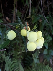 Calceolaria hyssopifolia