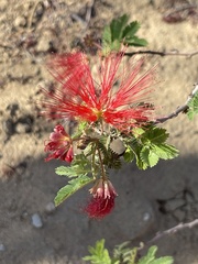 Calliandra peninsularis