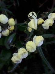 Calceolaria hyssopifolia