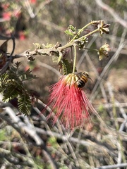 Calliandra peninsularis