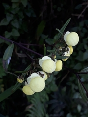 Calceolaria hyssopifolia