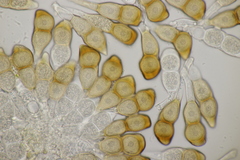 Puccinia cnici-oleracei