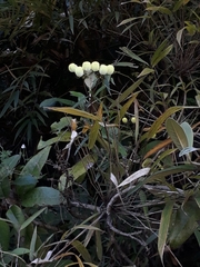 Calceolaria hyssopifolia