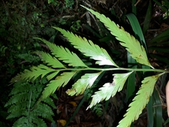 Asplenium flaccidum × oblongifolium
