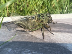 Neotibicen
