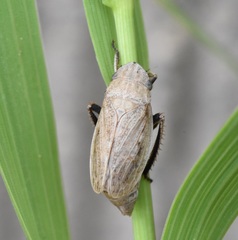 Prairiana