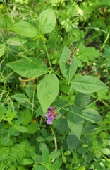 Vicia unijuga