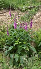 Digitalis purpurea