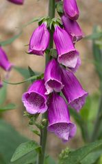 Digitalis purpurea