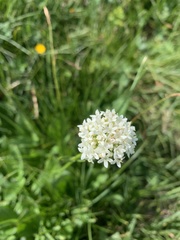 Valeriana alpestris