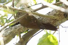 Dendrocolaptes platyrostris