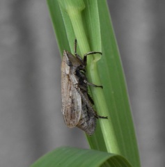 Prairiana