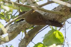 Dendrocolaptes platyrostris