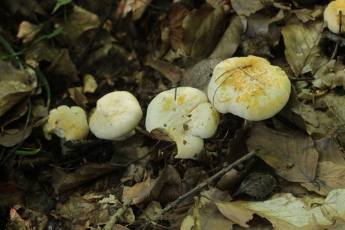 Cantharellus pallens