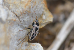 Xanthochilus