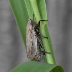 Prairiana