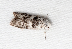 Lichenaula onychotypa