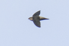 Chaetura