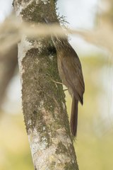 Dendrocolaptes platyrostris