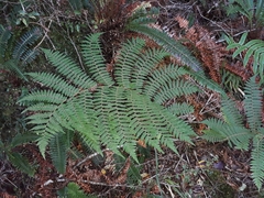 Cyathea colensoi