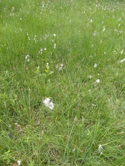 Eriophorum latifolium