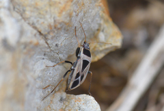 Xanthochilus