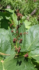 Rumiceae