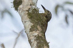 Dendrocolaptes platyrostris