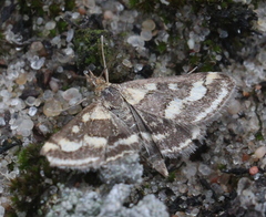 Pyrausta ostrinalis
