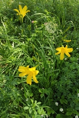 Hemerocallis minor