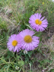 Erigeron caucasicus venustus