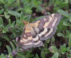 Pyrausta ostrinalis