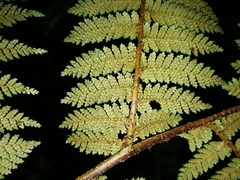 Cyathea colensoi