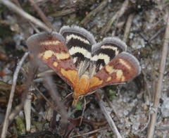 Pyrausta ostrinalis