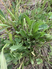 Erigeron caucasicus venustus