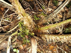 Cyathea colensoi