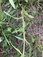 Erigeron caucasicus venustus